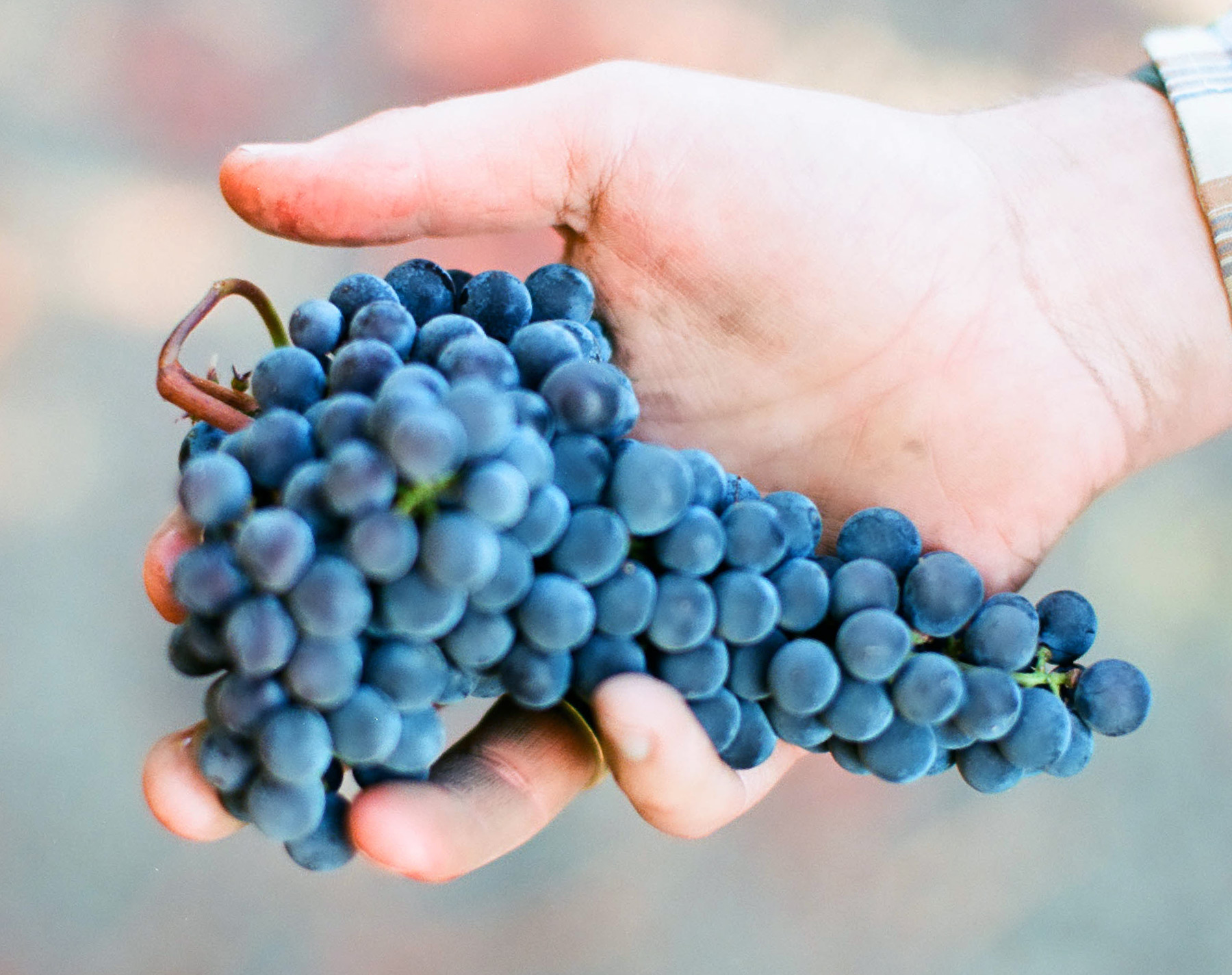 Cabernet Sauvignon Grapes from Napa