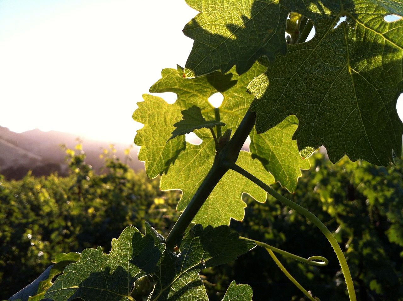 Open the Cellar: Celebrating Sustainability