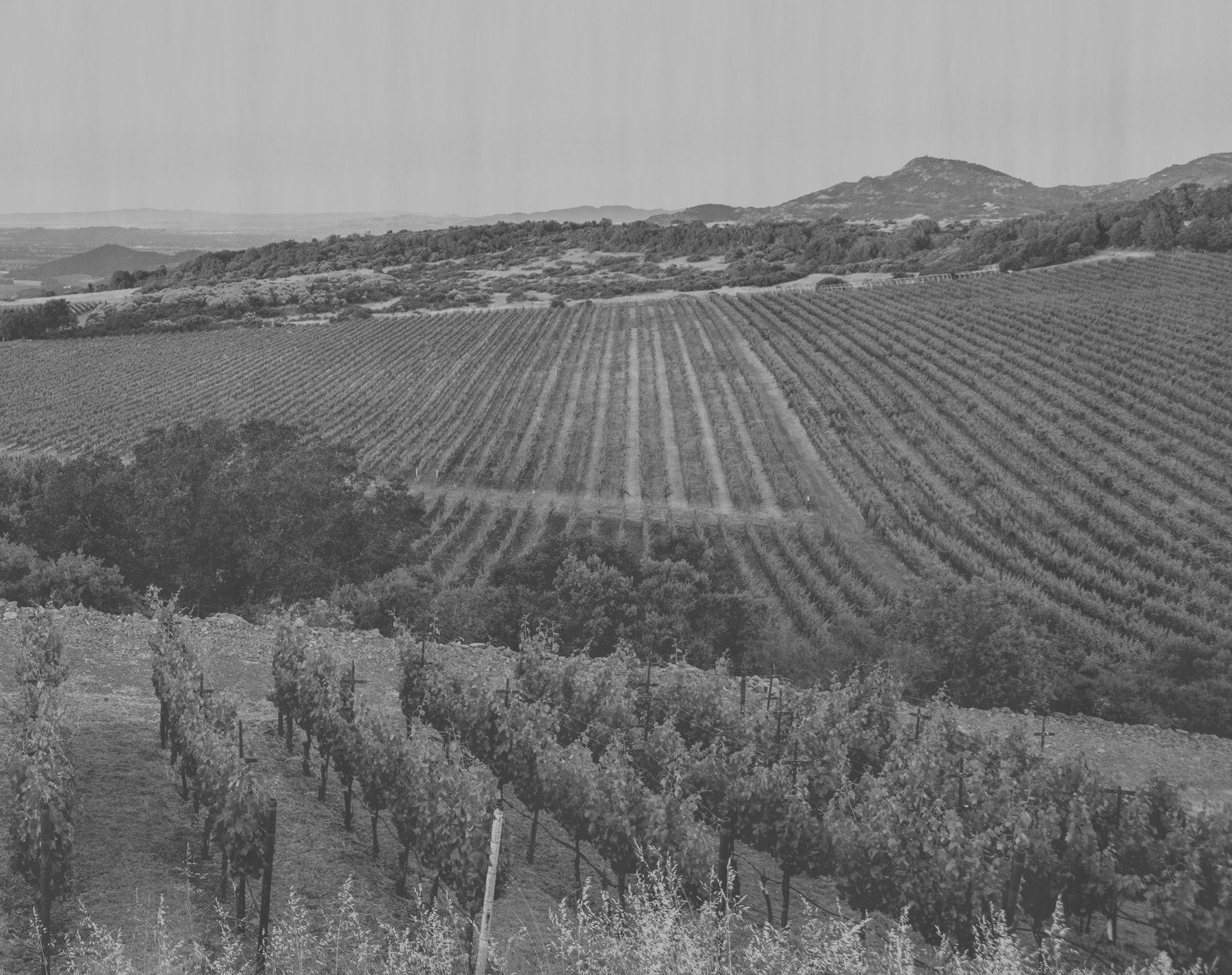 Historic Cabernet Sauvignon Vineyard planted in Napa Valley