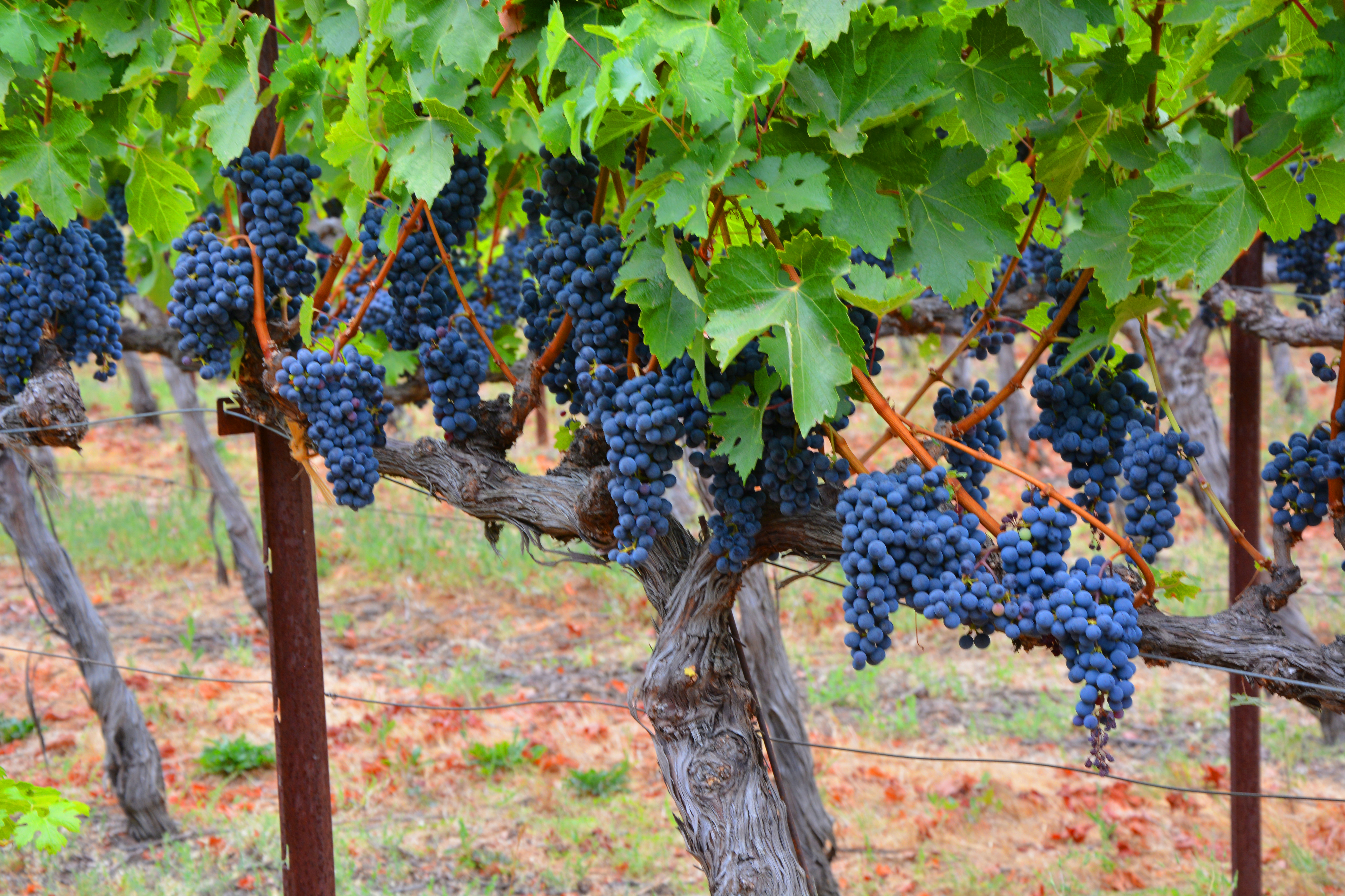 Napa Valley Cabernet Sauvignon